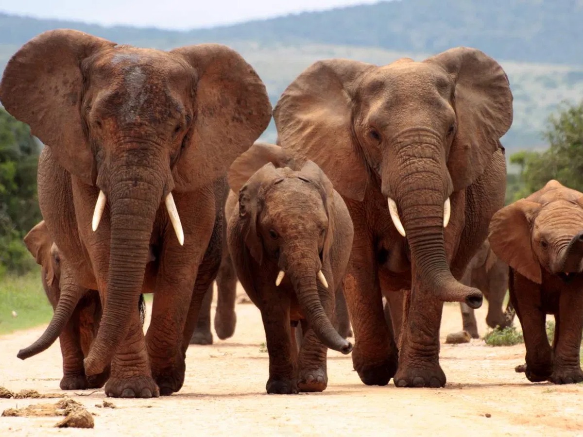 Elephant herd with calves on an African safari